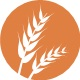 Glutént tartalmazó gabonafélék Glutént tartalmazó gabonafélék